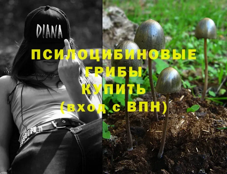 Псилоцибиновые грибы Psilocybe  купить наркотик  Закаменск 